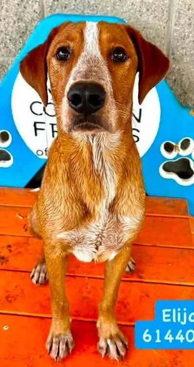 A young medium-sized male Mixed Breed dog named Elijah for adoption in Dallas, TX