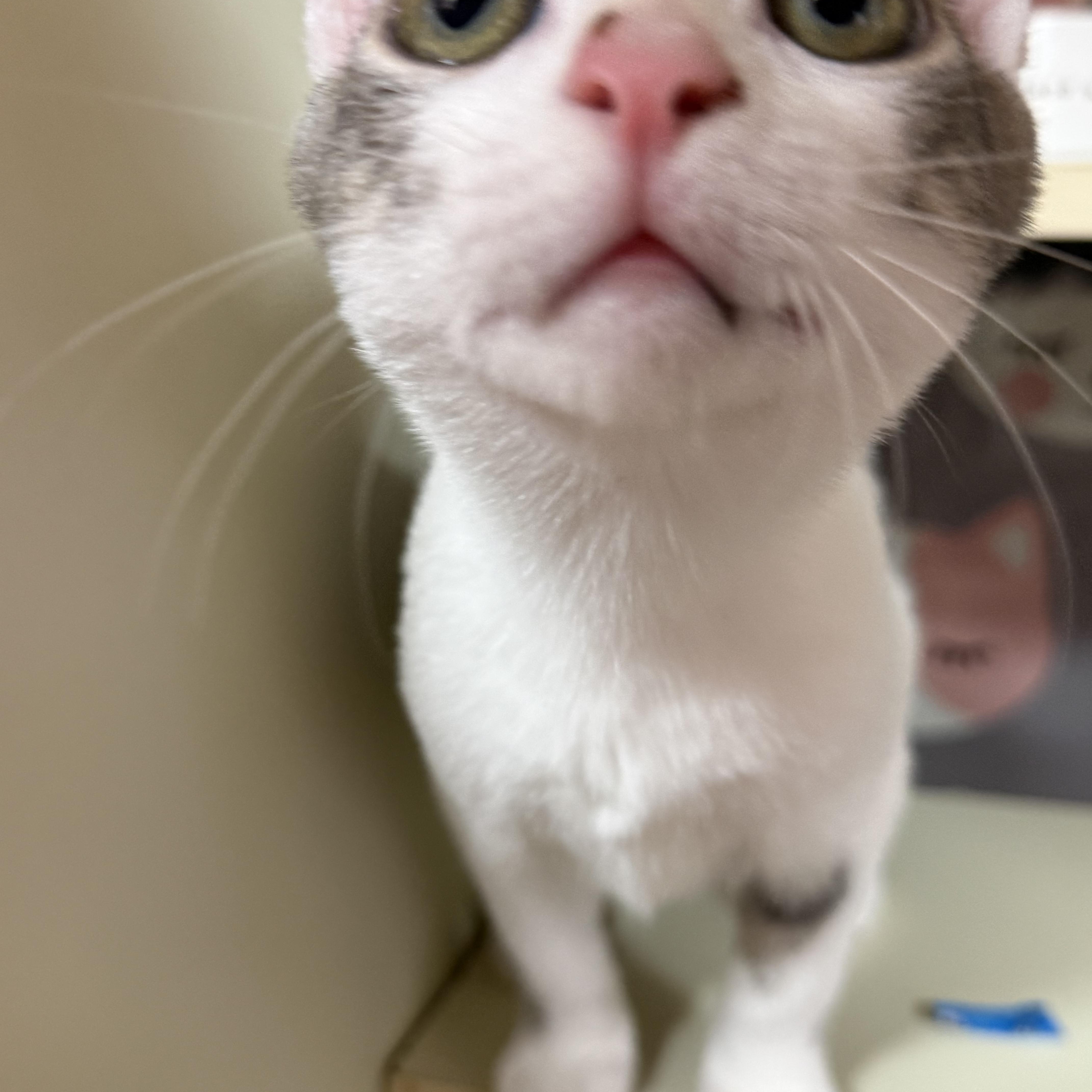 A baby medium-sized male Tabby (Gray / Blue / Silver) Domestic Short Hair cat named Amias for adoption in Lauderhill, FL