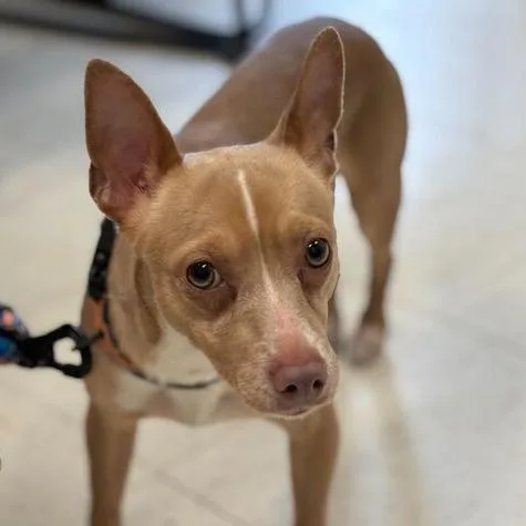 A baby small-sized male Yellow / Tan / Blond / Fawn Mixed Breed dog named Louie for adoption in Davenport, IA