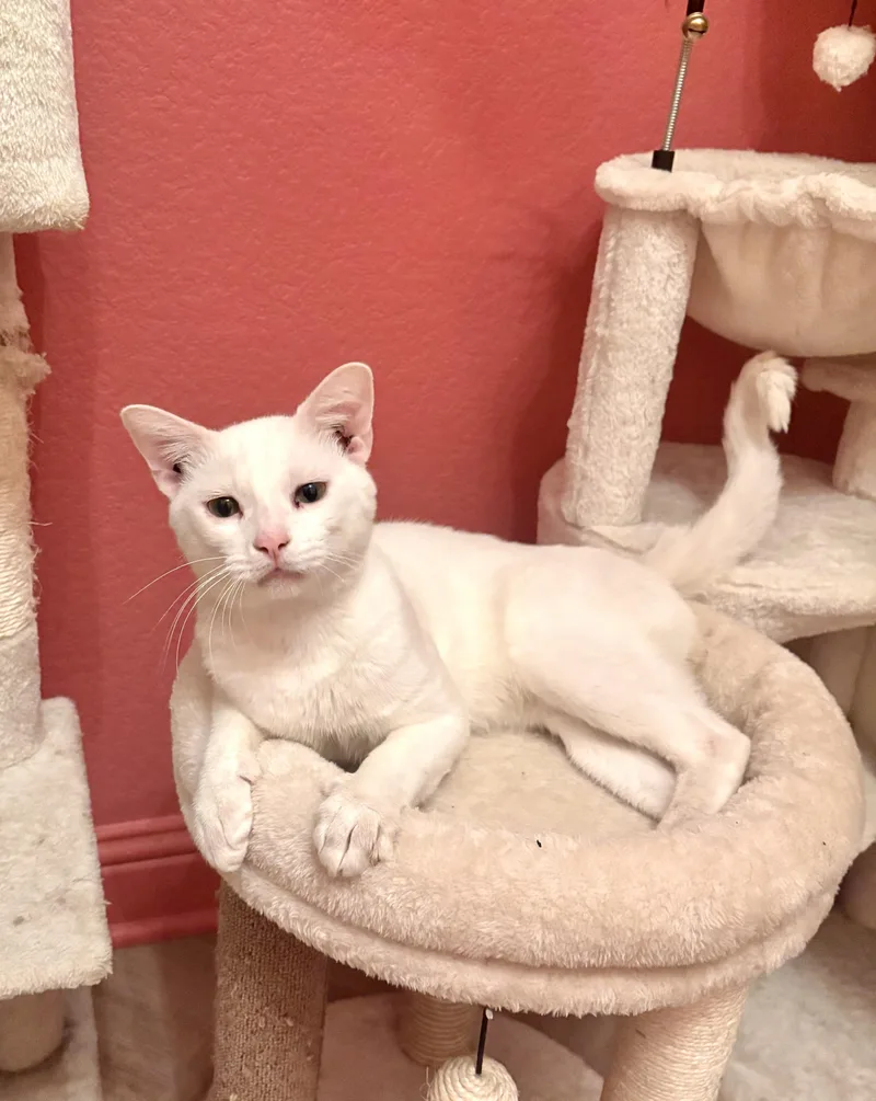 An adult medium-sized male White Domestic Short Hair cat named Gringo for adoption in Houston, TX
