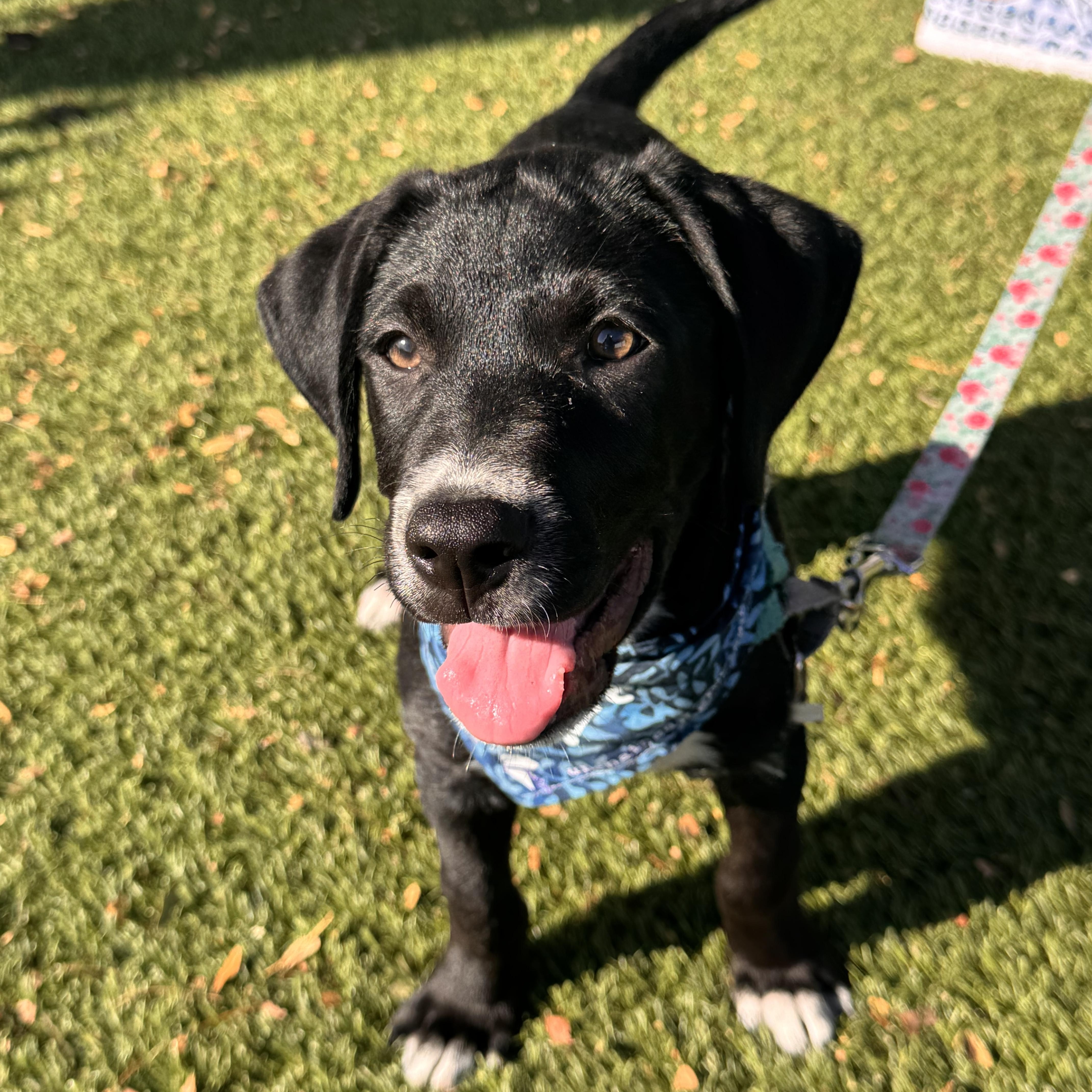 A baby large-sized male Black Labrador Retriever dog named Bogart for adoption in Columbia, MO