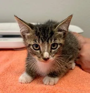 A baby medium-sized male Tabby (Brown / Chocolate) Domestic Short Hair cat named Rudy for adoption in Winter Haven, FL