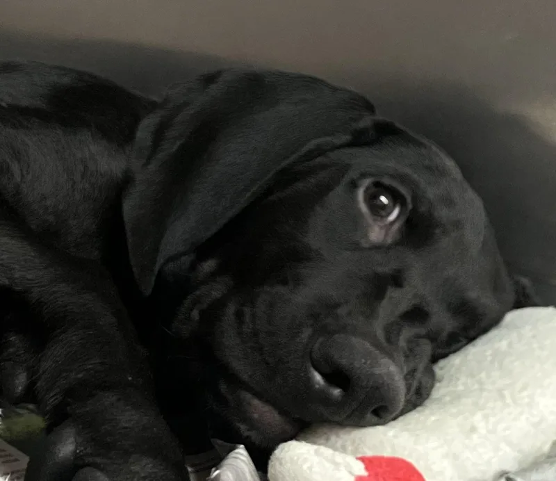 A baby medium-sized male Labrador Retriever dog named Ace for adoption in Parma, OH