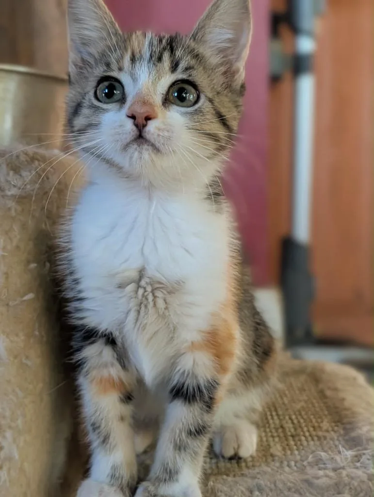 A baby small-sized female Domestic Short Hair cat named Maneet for adoption in Gorham, ME