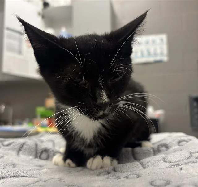 A baby small-sized male Domestic Short Hair cat named Saran for adoption in Indianapolis, IN