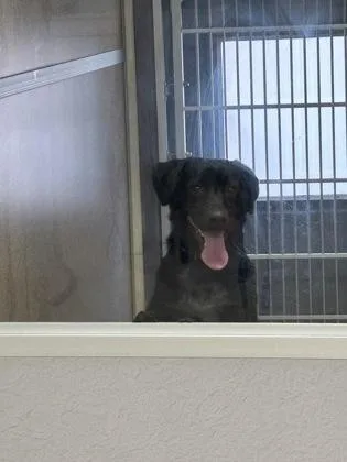 An adult medium-sized male Australian Cattle Dog / Blue Heeler dog named Jimmy for adoption in East Brookfield, MA