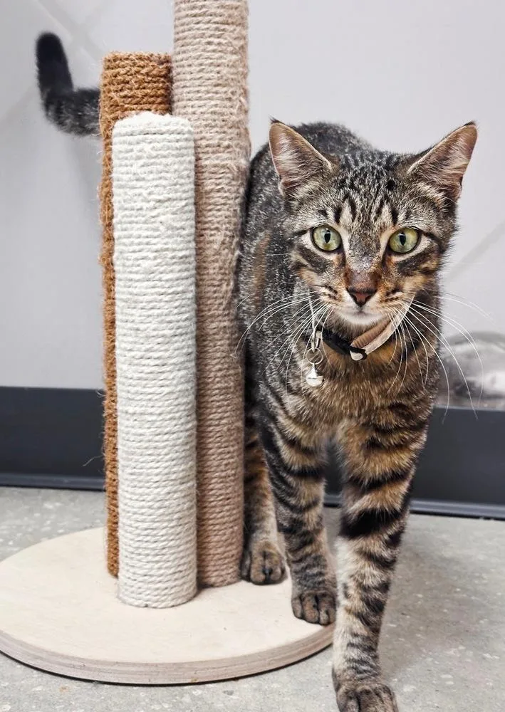 A young medium-sized male Brown / Chocolate Domestic Short Hair cat named Tigger for adoption in Deltona, FL