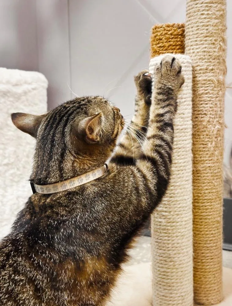 Tigger thumbnail 2