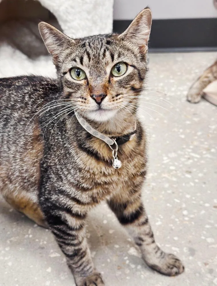 Tigger thumbnail 3