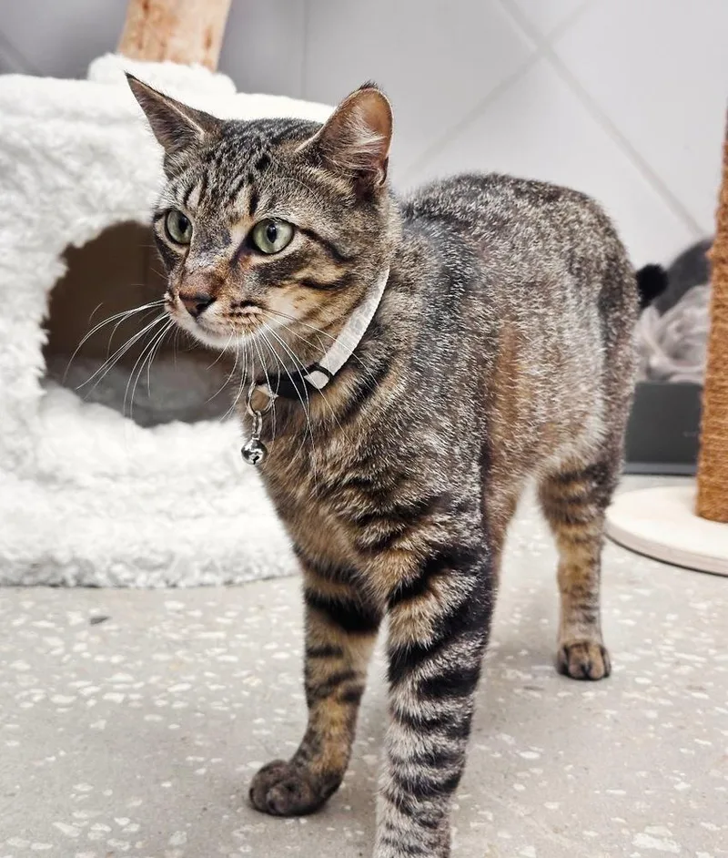 Tigger thumbnail 5