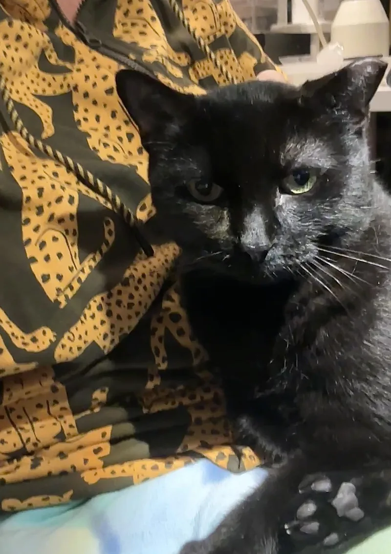 Mama Dove thumbnail 3