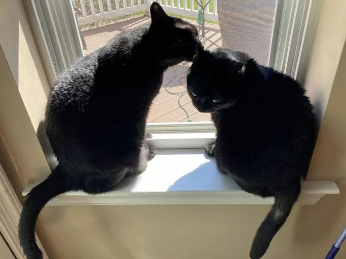 Mama Dove thumbnail 4