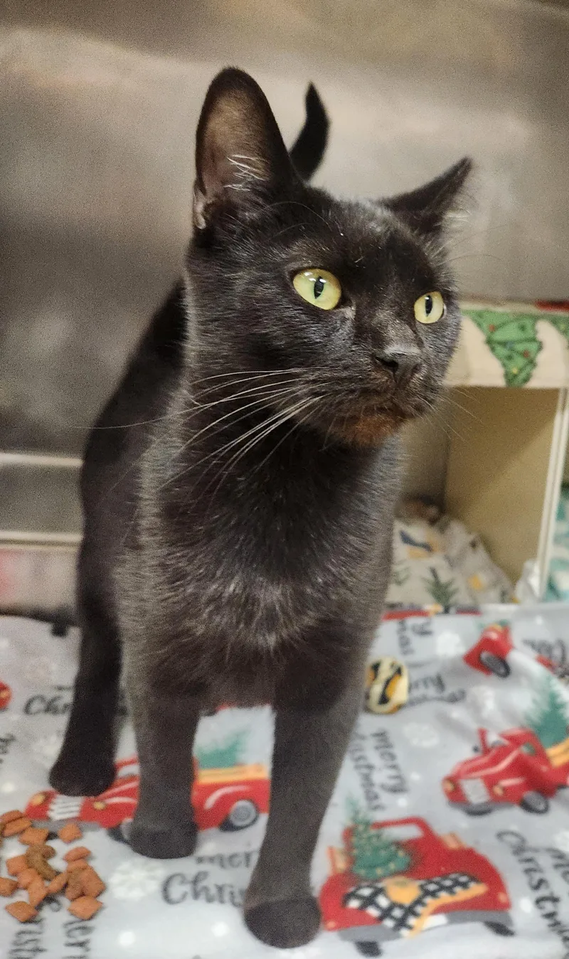 An adult medium-sized female Black Domestic Short Hair cat named Salem for adoption in Clayton, NJ