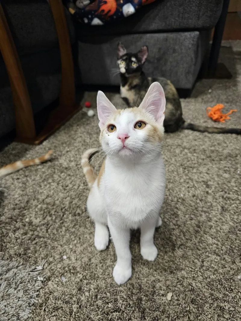 A baby small-sized male Orange & White Domestic Short Hair cat named Havarti for adoption in Elk Grove, CA