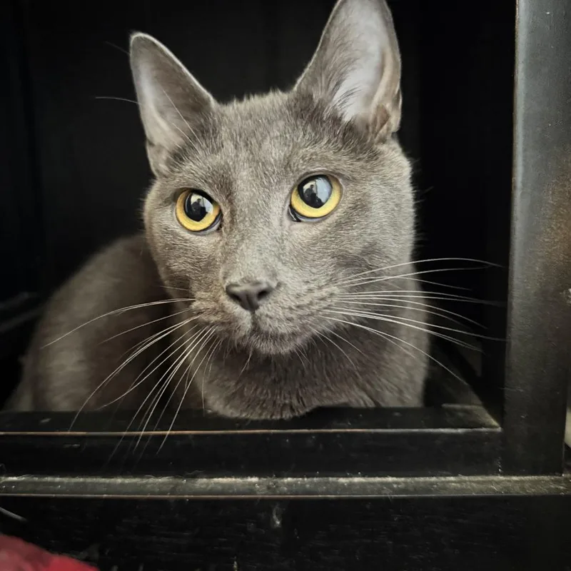 An adult small-sized male Gray / Blue / Silver Domestic Short Hair cat named Merlin for adoption in Louisville, KY