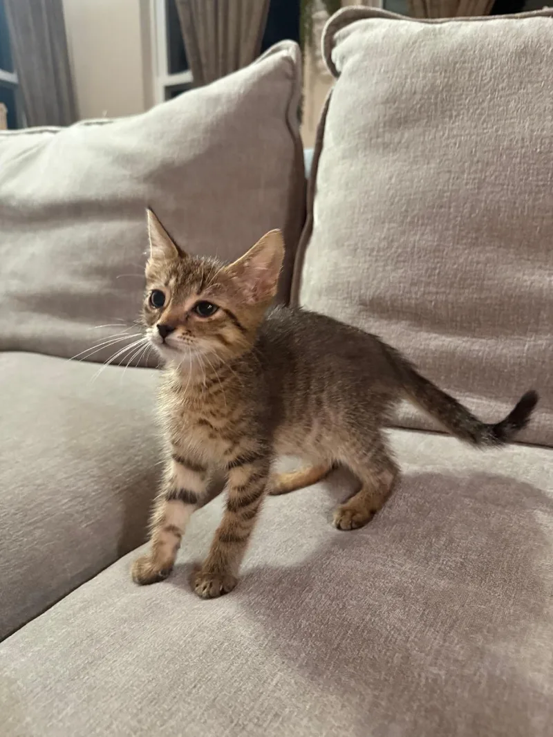 A baby medium-sized male Tabby cat named Jasper for adoption in Orlando, FL