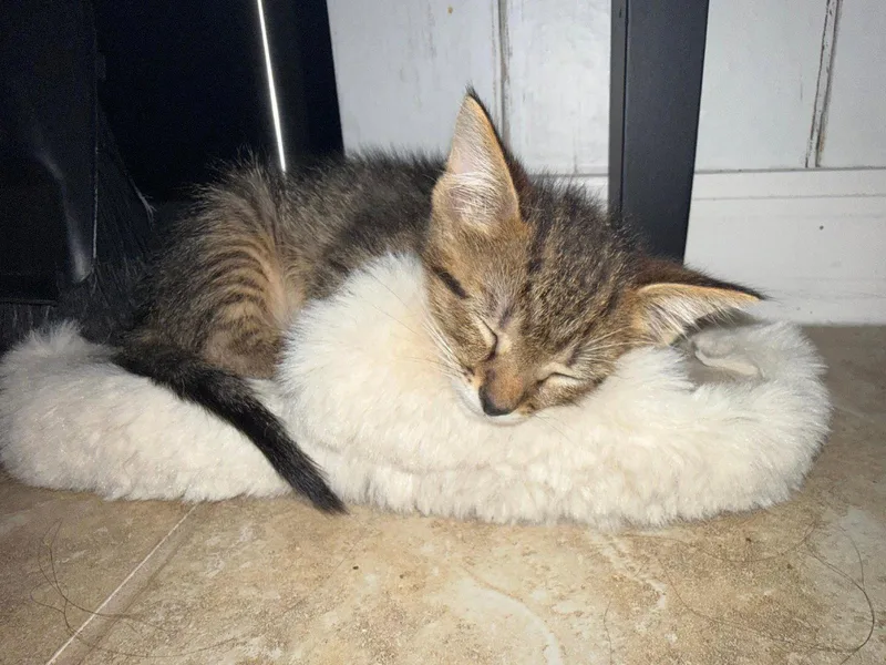 Jasper thumbnail 2