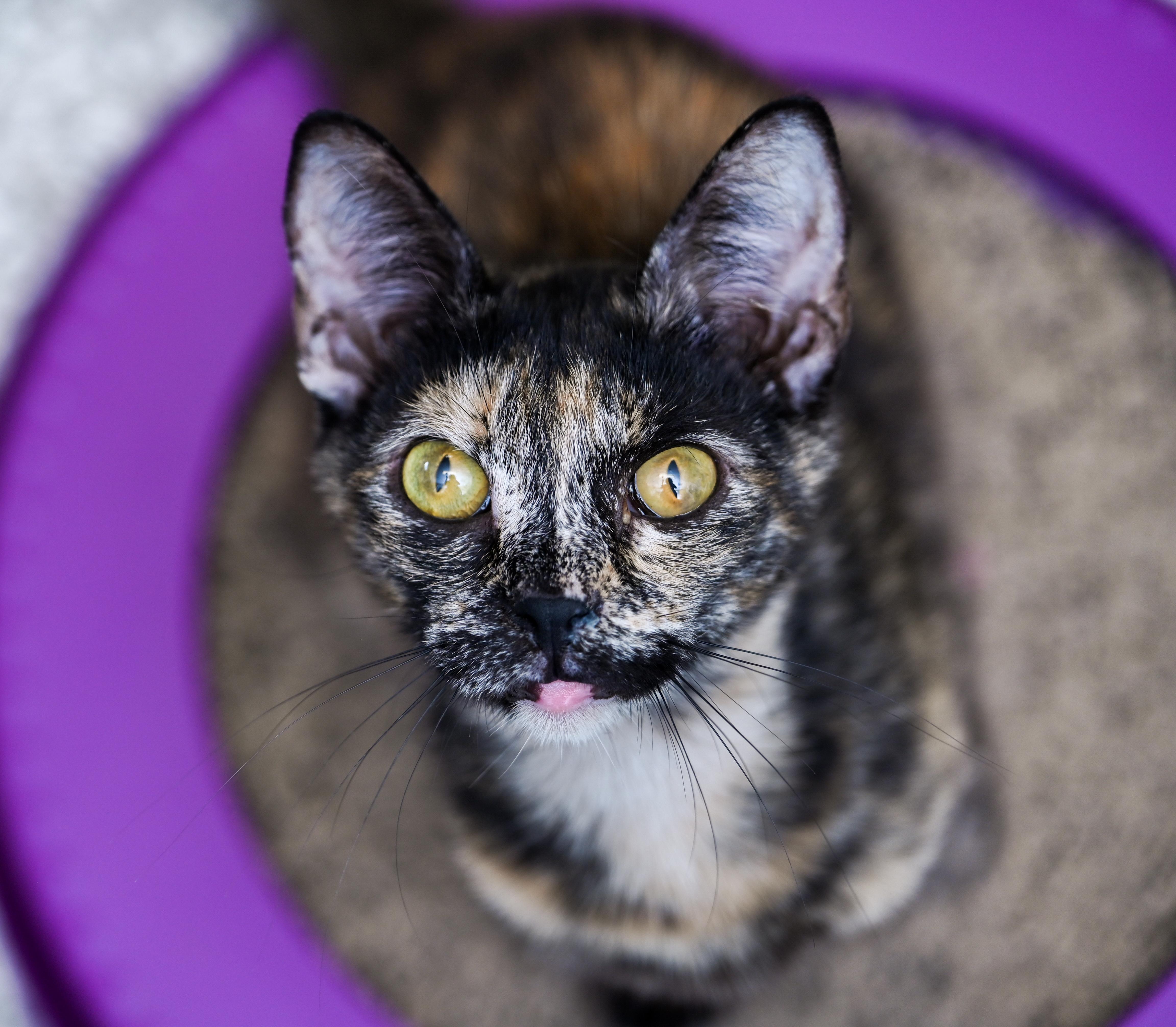 A young medium-sized female Tortoiseshell cat named Tigerella for adoption in Chattanooga, TN