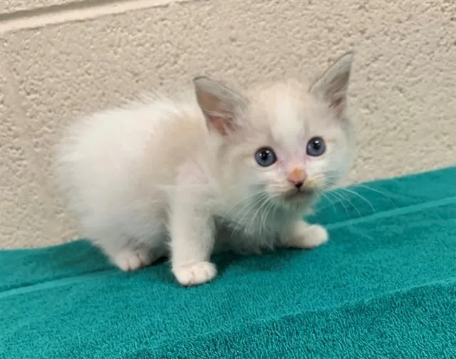 A baby small-sized male Domestic Short Hair cat named Kaneki for adoption in Moreno Valley, CA