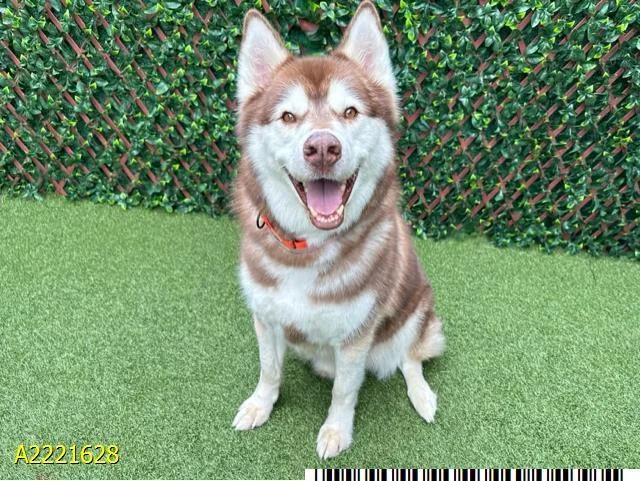 An adult large-sized male Mixed Breed dog named Azure for adoption in West Palm Beach, FL