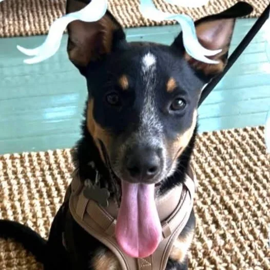 A young medium-sized male Bicolor Australian Cattle Dog / Blue Heeler dog named Possum for adoption in Marseilles, IL
