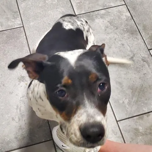 An adult medium-sized male Tricolor (Brown, Black, & White) Terrier dog named Spot for adoption in Elgin, TX