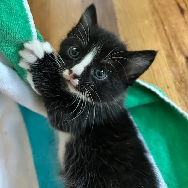 A baby small-sized female Black Domestic Short Hair cat named Lois for adoption in Fredericksburg, TX