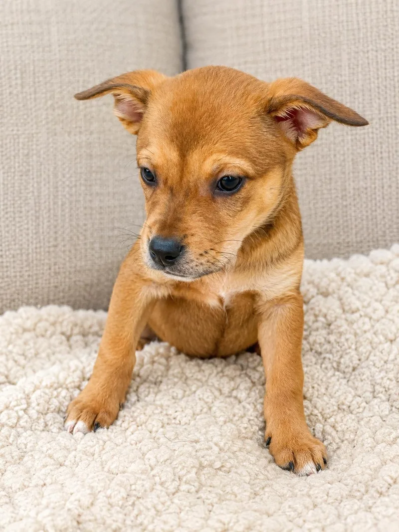 A baby small-sized female Golden Chihuahua dog named Flop for adoption in Greensboro, NC