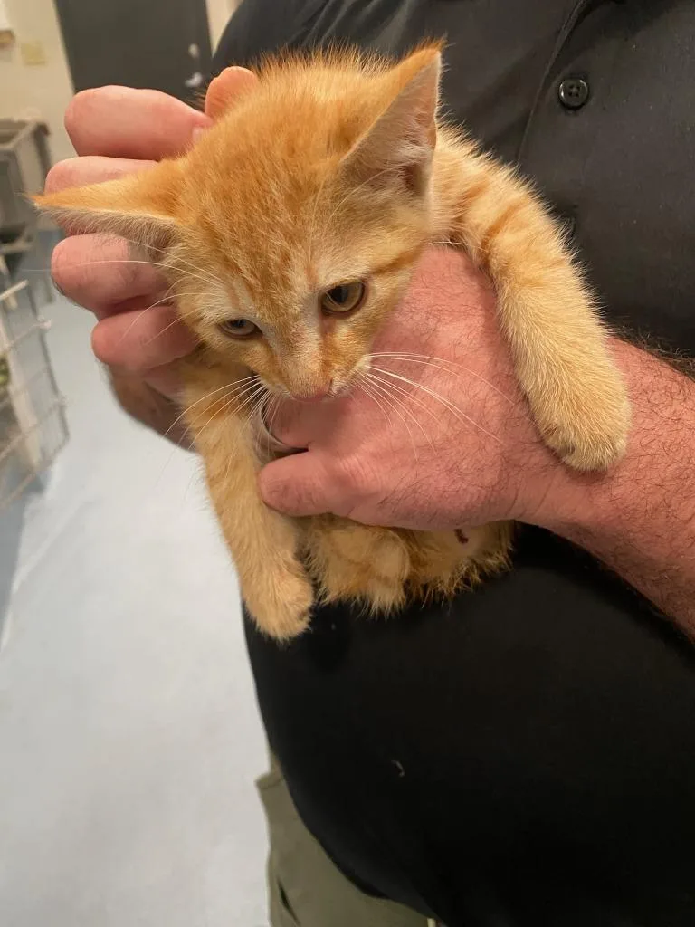 A baby small-sized male Domestic Short Hair cat named Darwin for adoption in Cartersville , GA