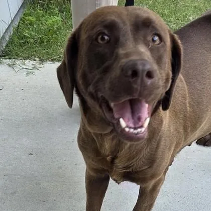 An adult medium-sized female Labrador Retriever dog named Hershey for adoption in Voorhees, NJ