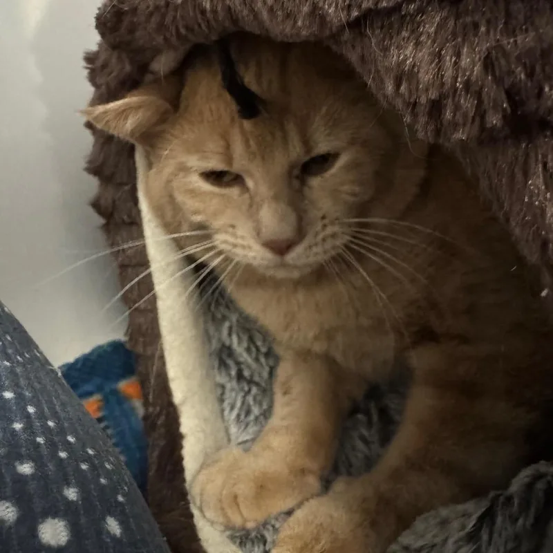 A young small-sized male Orange / Red Domestic Short Hair cat named Skeeter for adoption in Peoria, IL