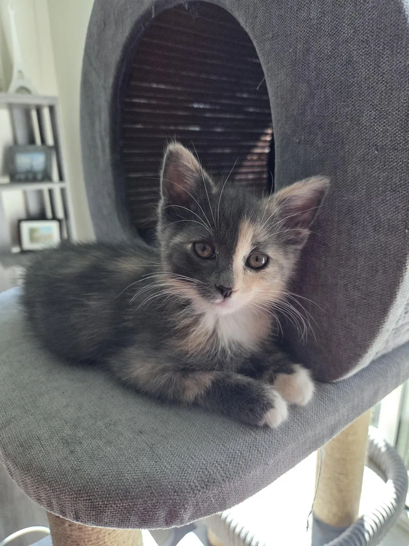 A young medium-sized female Domestic Medium Hair cat named Tansy for adoption in Aurora, CO