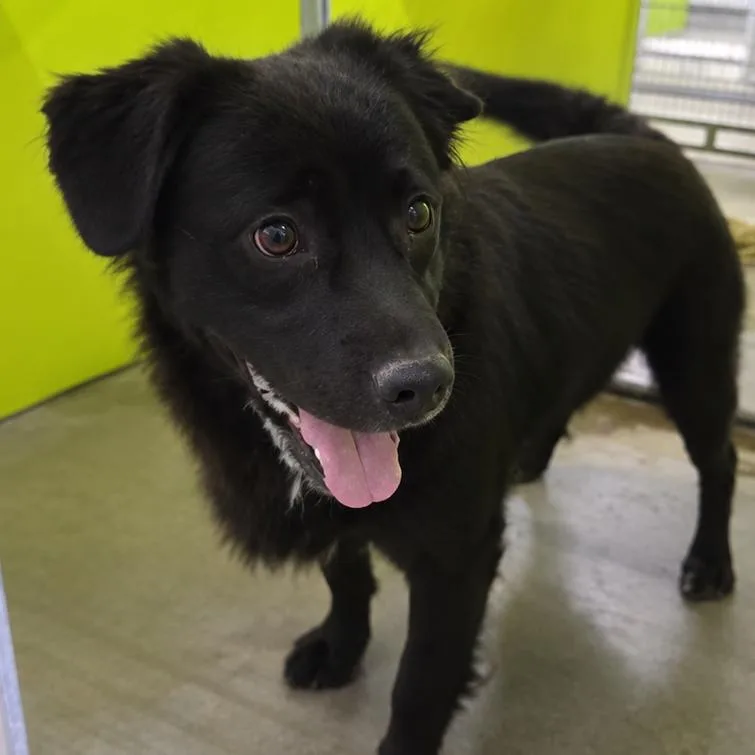 An adult large-sized male Black Spaniel dog named Carmine for adoption in San Jacinto, CA