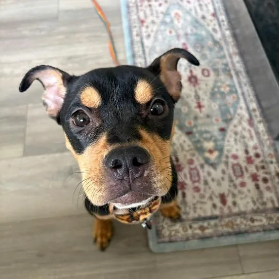 A baby medium-sized female Rottweiler dog named Juniper for adoption in Chicago, IL