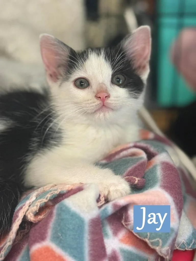 Jay
