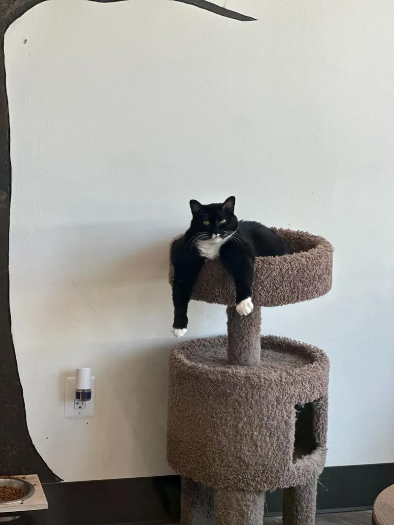 An adult extra large-sized female Black & White / Tuxedo Domestic Short Hair cat named Oreo for adoption in Great Mills, MD