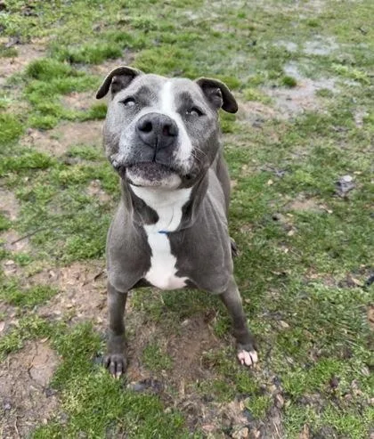 An adult large-sized female Mixed Breed dog named Blue for adoption in Knoxville, TN
