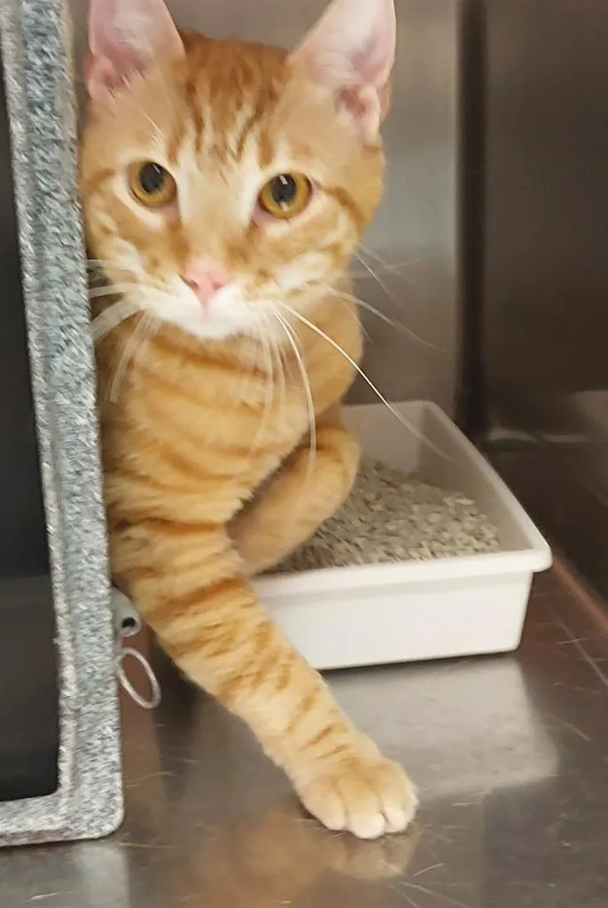 A baby medium-sized male Domestic Short Hair cat named Lenny for adoption in Mocksville, NC