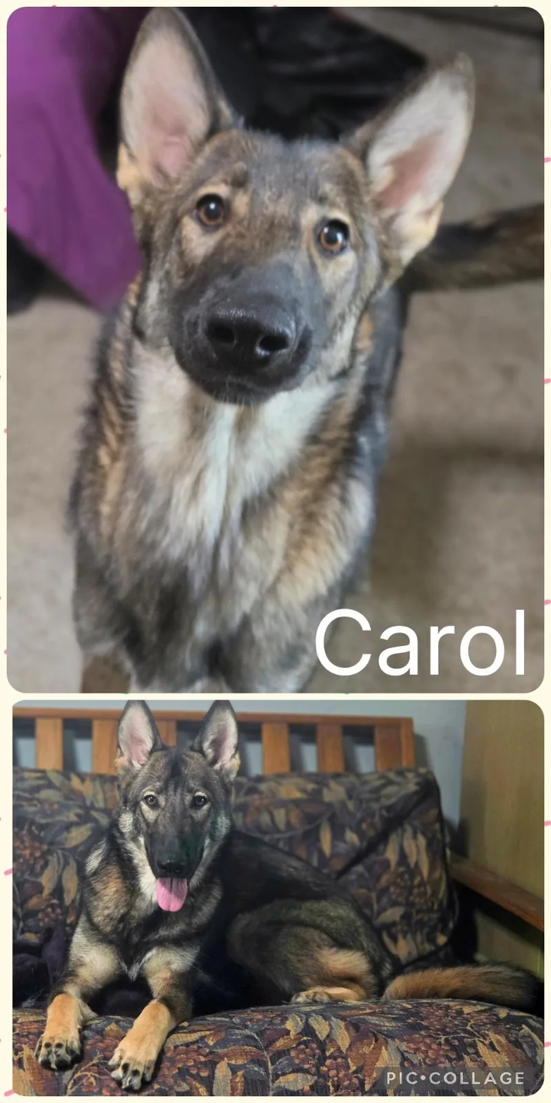 A young large-sized female German Shepherd Dog dog named Carol for adoption in Newberg, OR