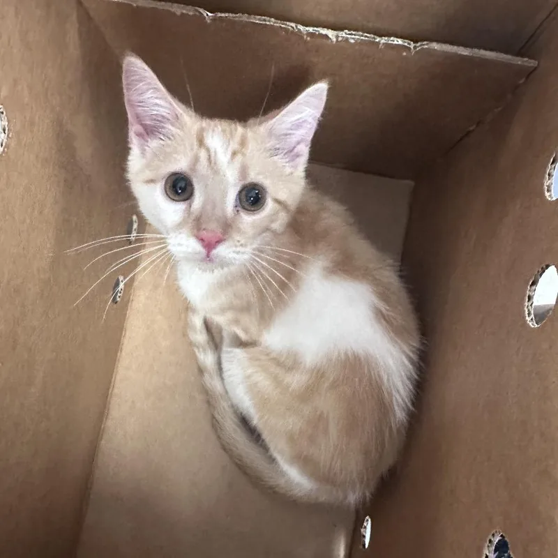 A baby small-sized male White American Shorthair cat named StrayBishopDrive for adoption in Columbus, GA