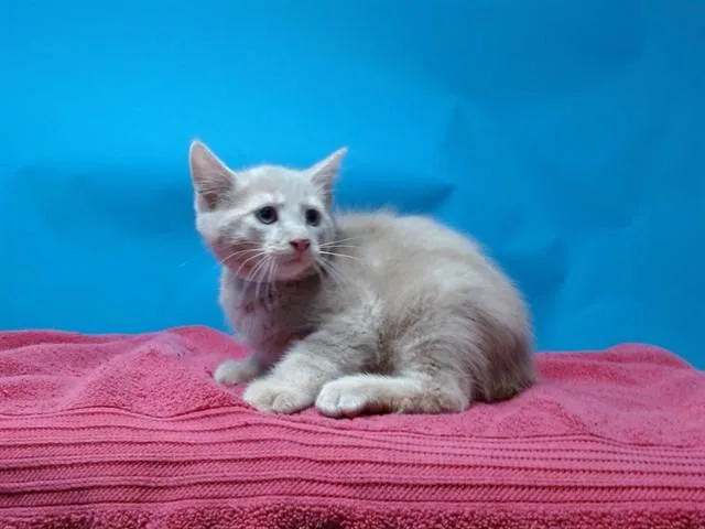 A baby small-sized male Domestic Short Hair cat named Farley for adoption in Gardena, CA