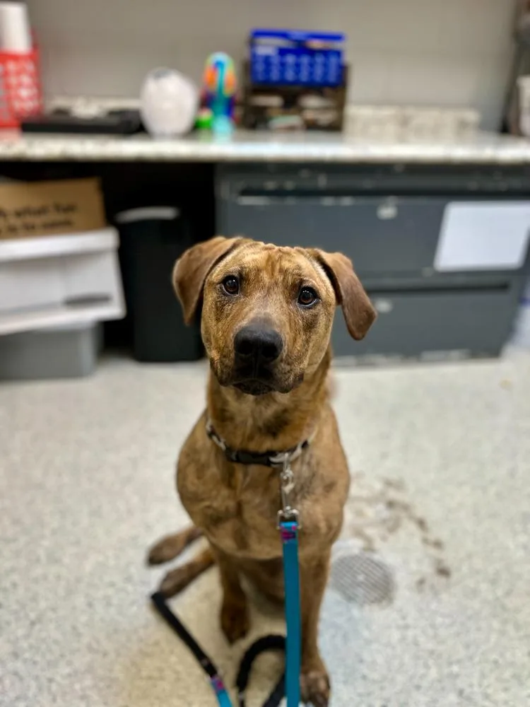 An adult medium-sized female Brindle Mixed Breed dog named Remi for adoption in Bowling Green, OH