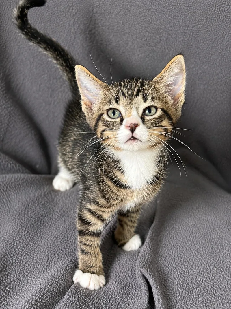 A baby small-sized male White Domestic Short Hair cat named Crinkle for adoption in Smicksburg, pa 16256, PA
