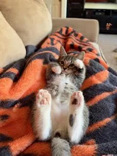 A baby small-sized female Tabby (Brown / Chocolate) Domestic Short Hair cat named Cady Heron for adoption in Portland, OR