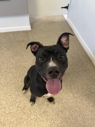 An adult medium-sized male Pit Bull Terrier dog named Rocco for adoption in St. Anne, IL