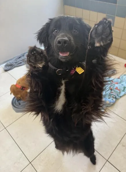 Raven  Bonded With thumbnail 2