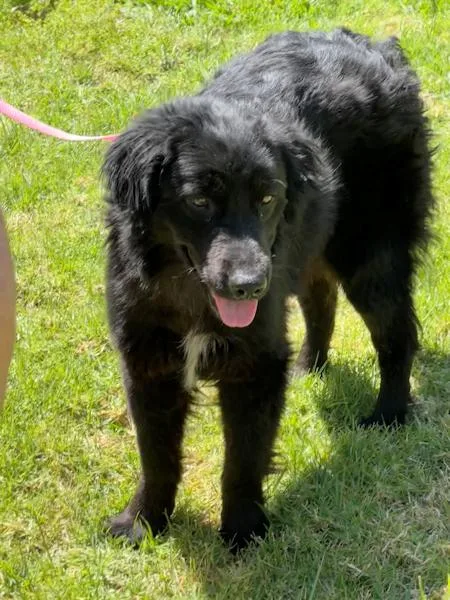 Raven  Bonded With thumbnail 3