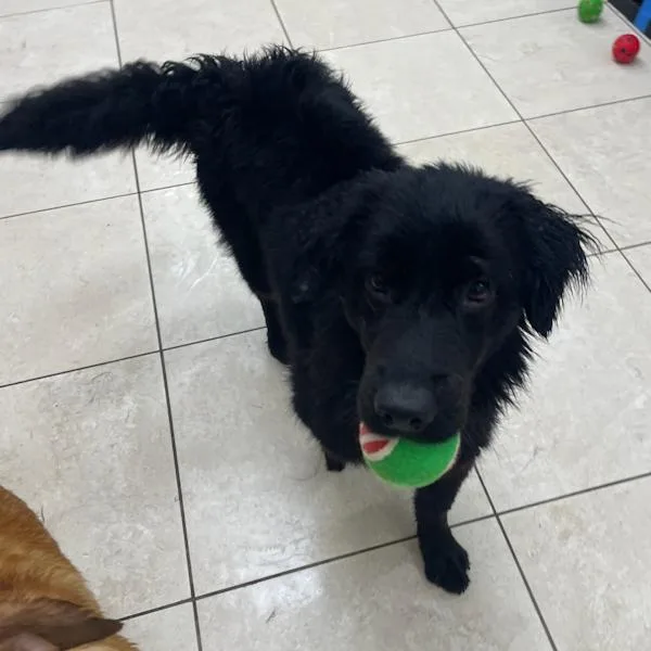 Raven  Bonded With thumbnail 4