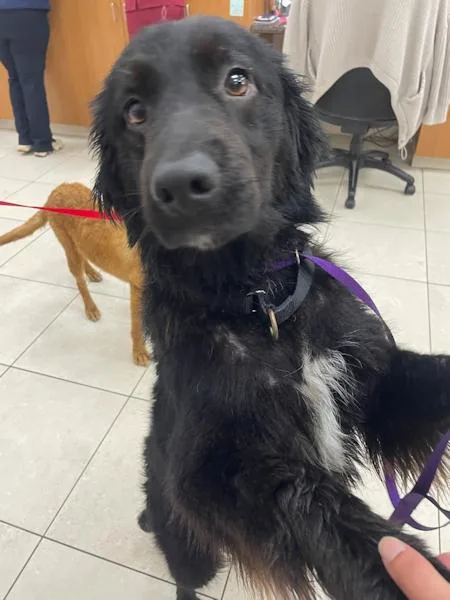 Raven  Bonded With thumbnail 5