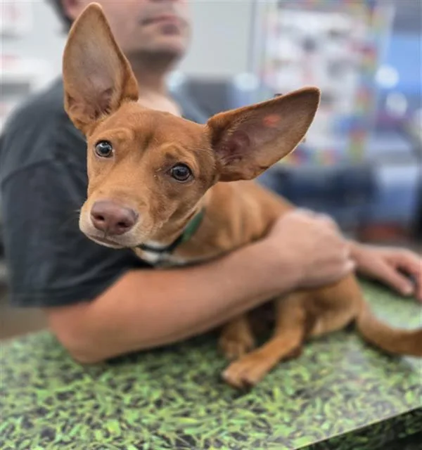 A baby small-sized male Mixed Breed dog named Stitch for adoption in Dallas, TX